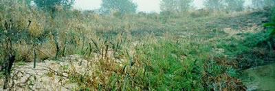 bioremediation of streambank